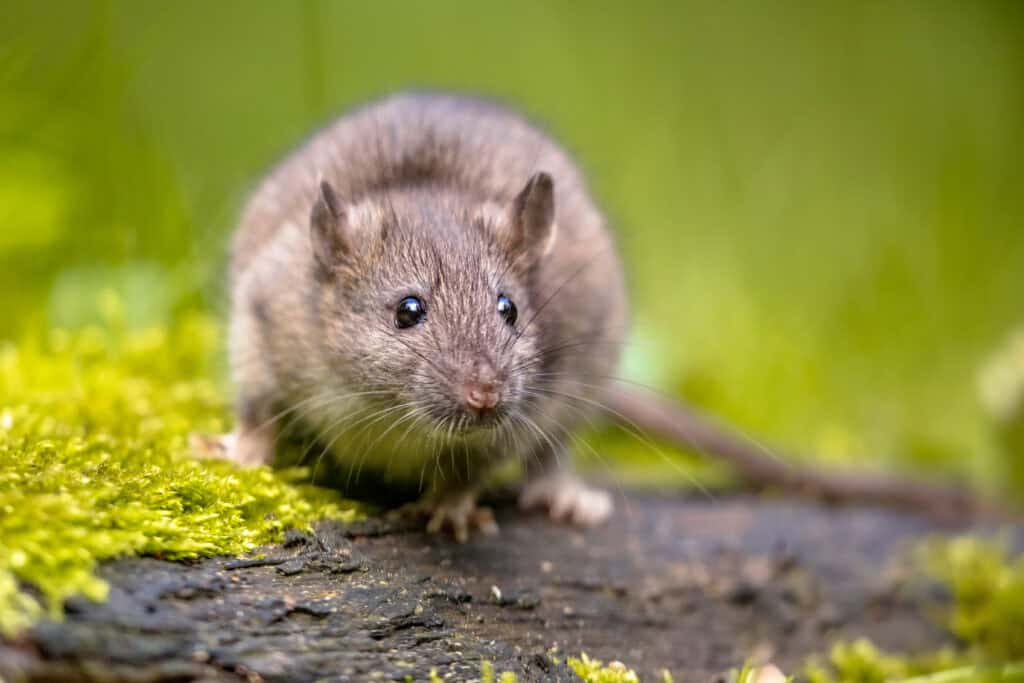 Tikus