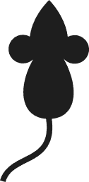 Tikus
