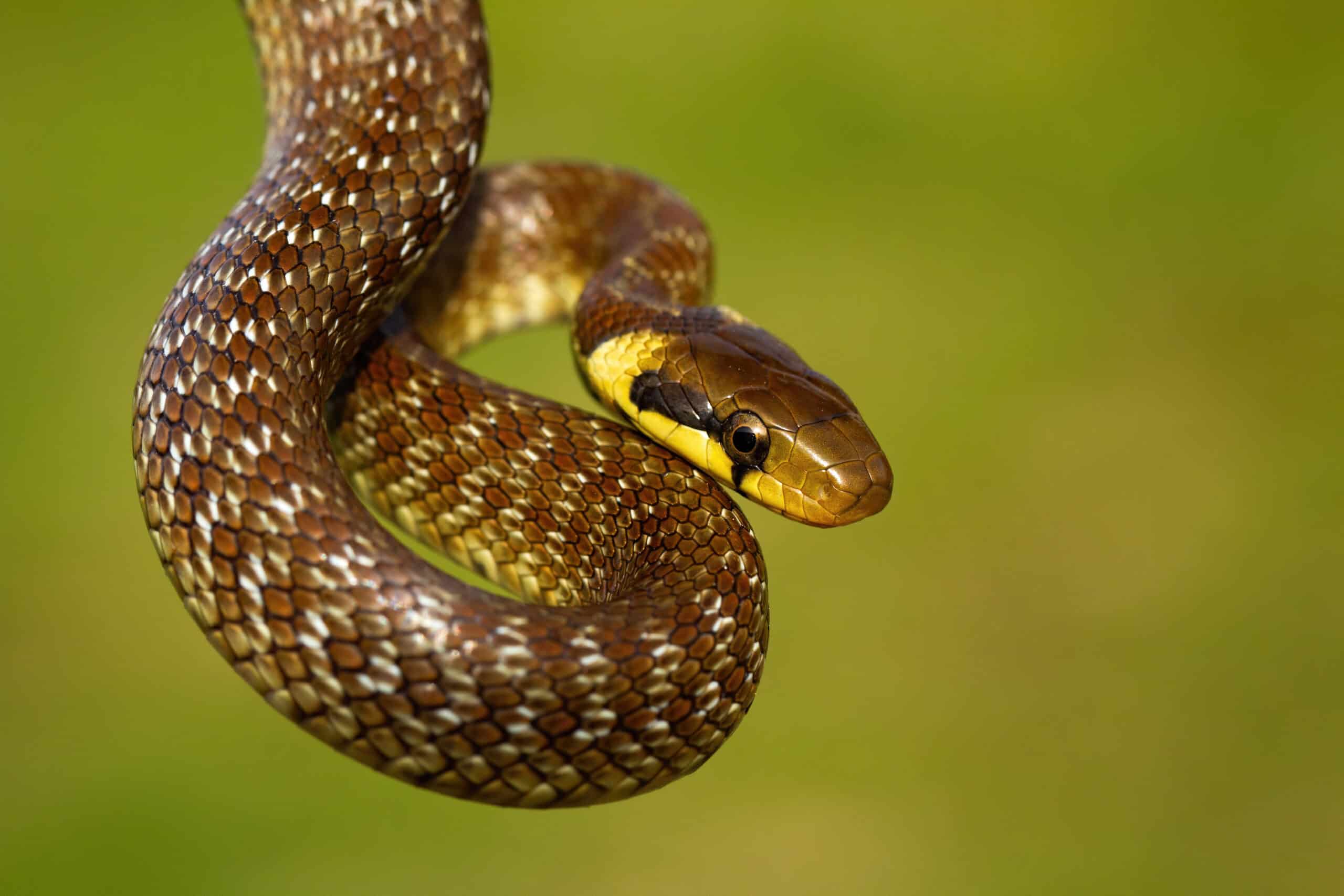 Ular