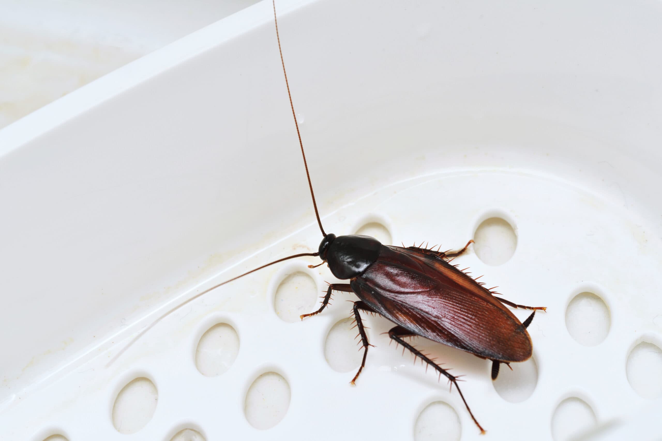 Insect Growth Regulator (IGR)