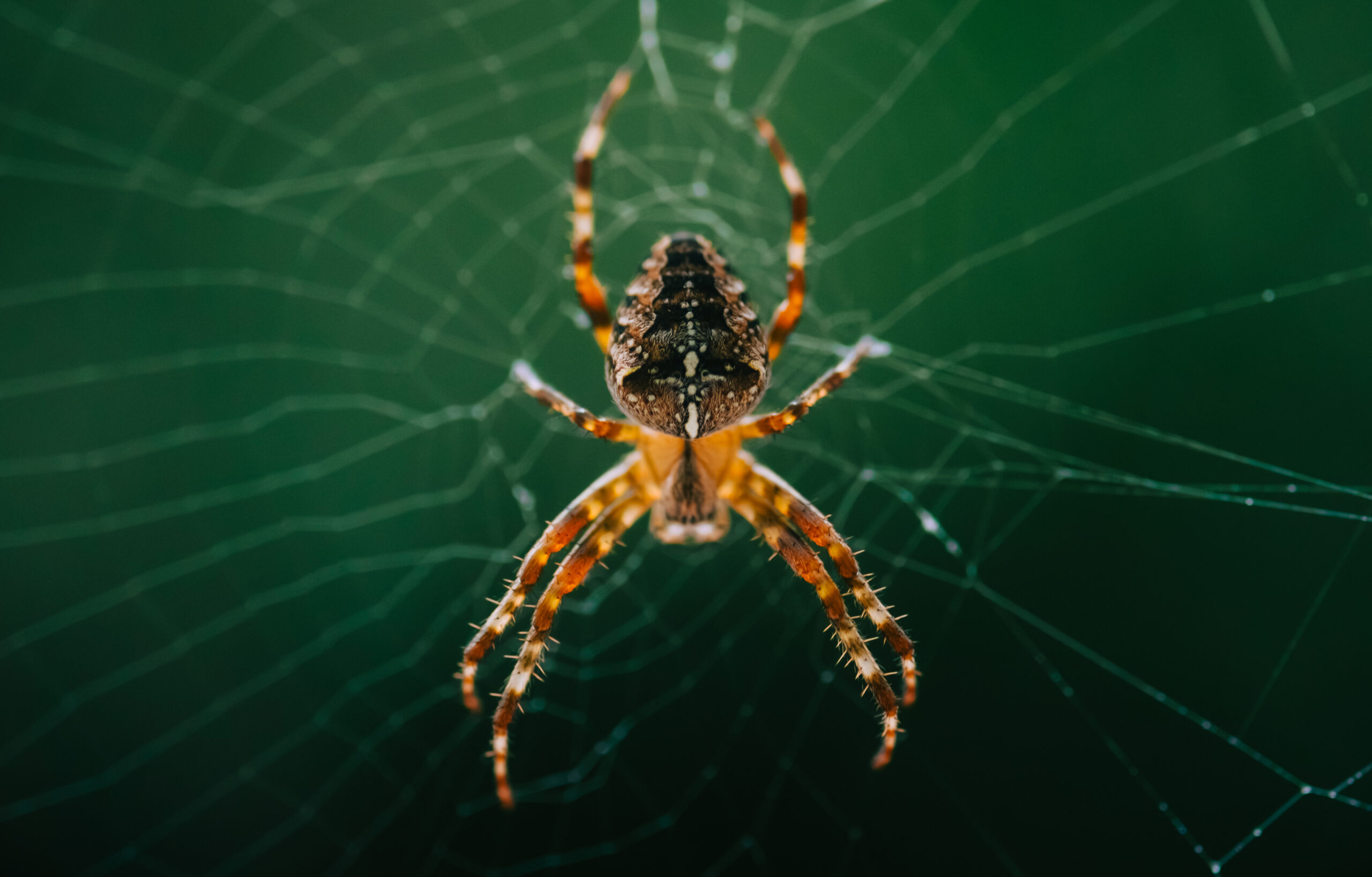 Web Removal