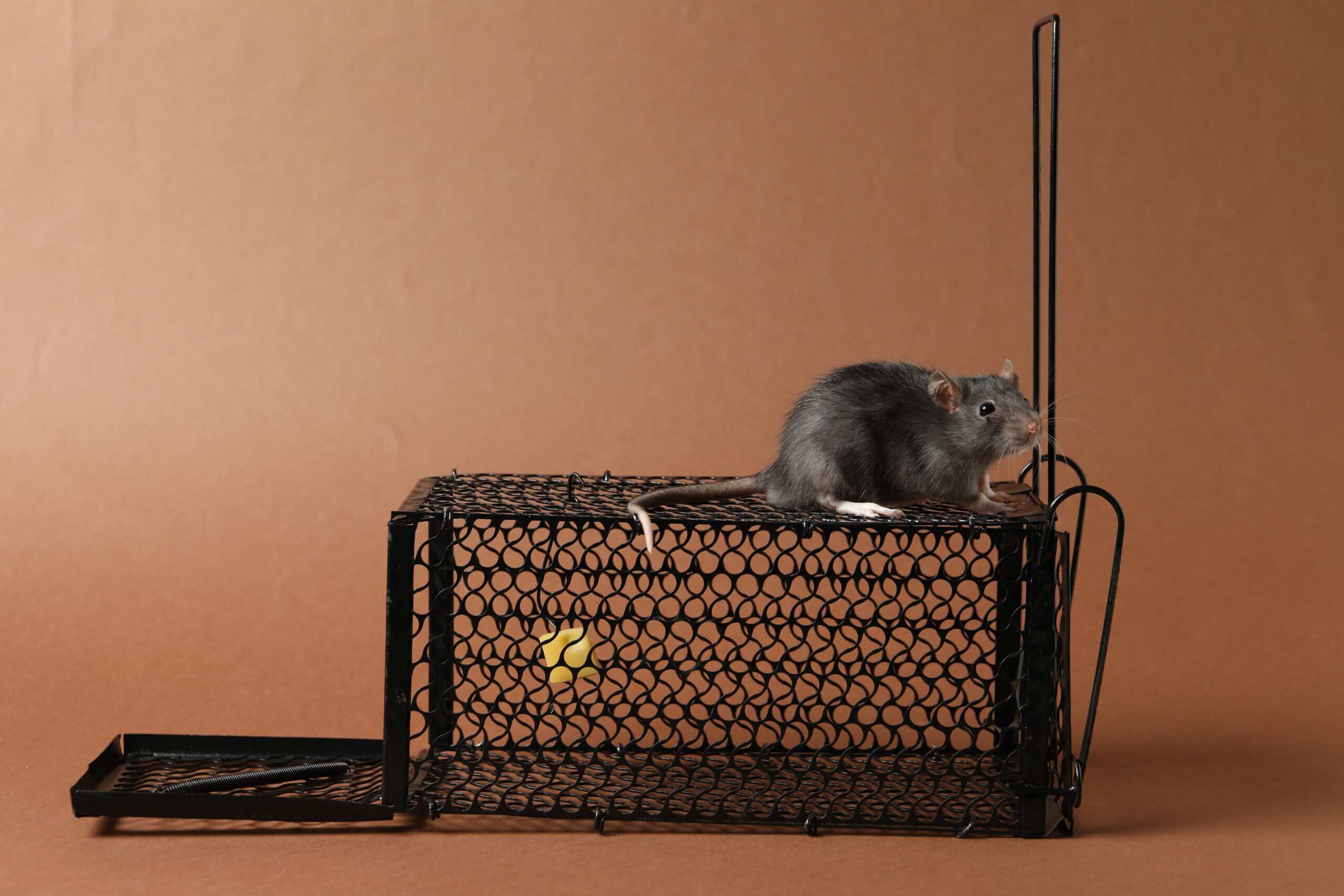 Trapping (Perangkap Mekanis)