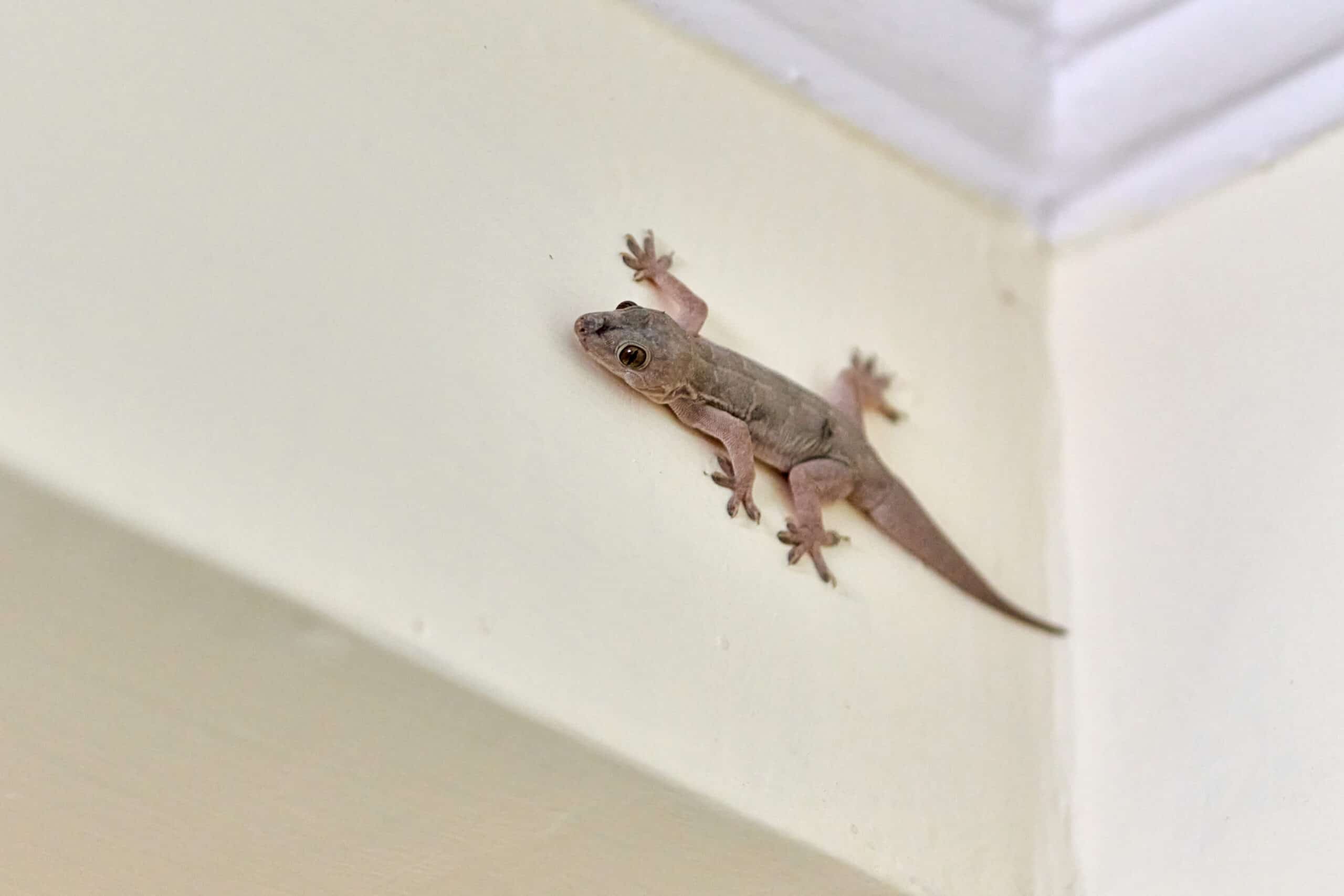 Cicak