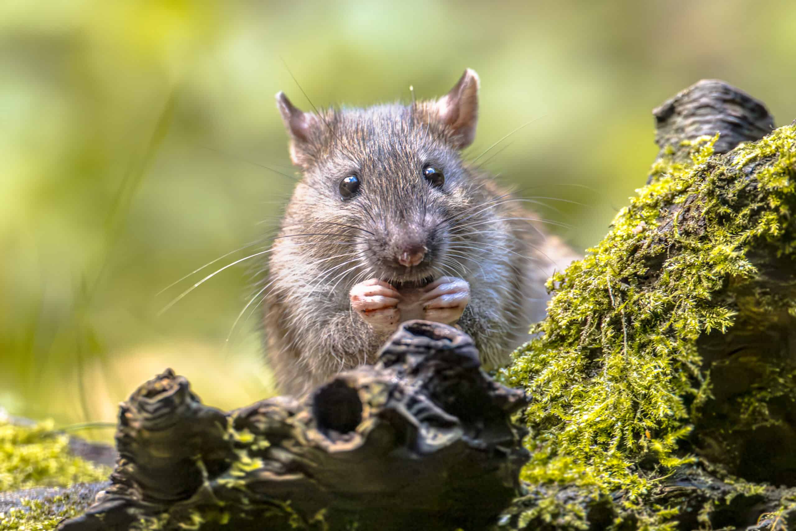 Sanitasi & Exclusion (Rodent Proofing)